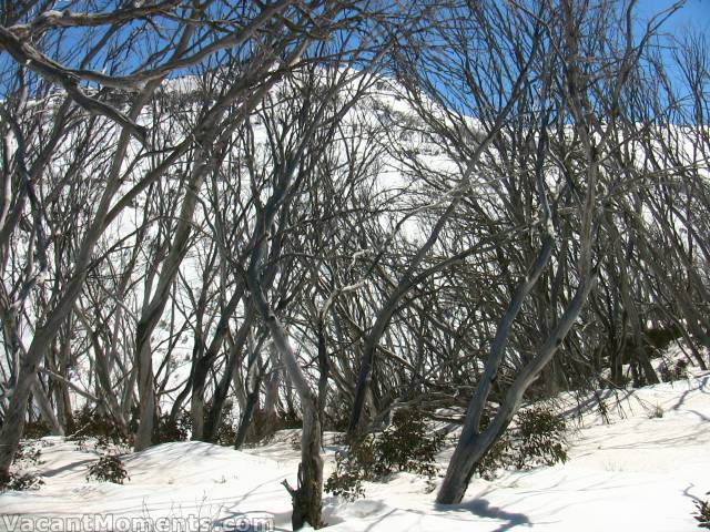 The tangled web above Bogong Creek