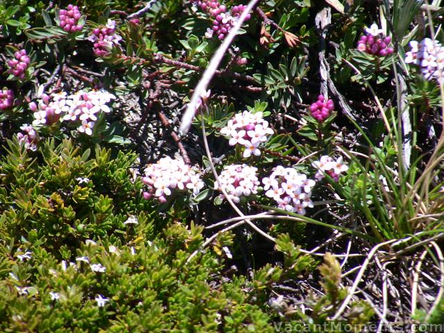 Minusculeflowers bursting out in the high alpine