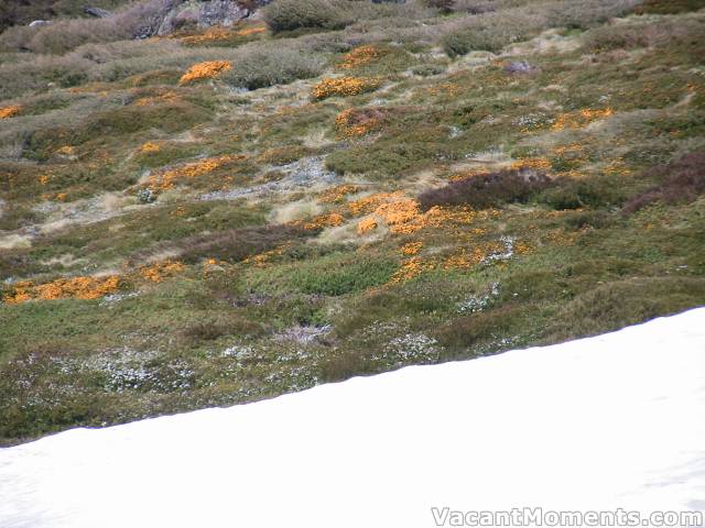 Wild flowers of pink, orange, white, purple and mauve growing right up to the snow drifts