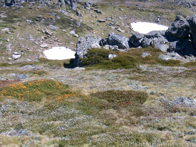 Alpine wild flowers of all colours<BR>and in the distance people playing on the snow