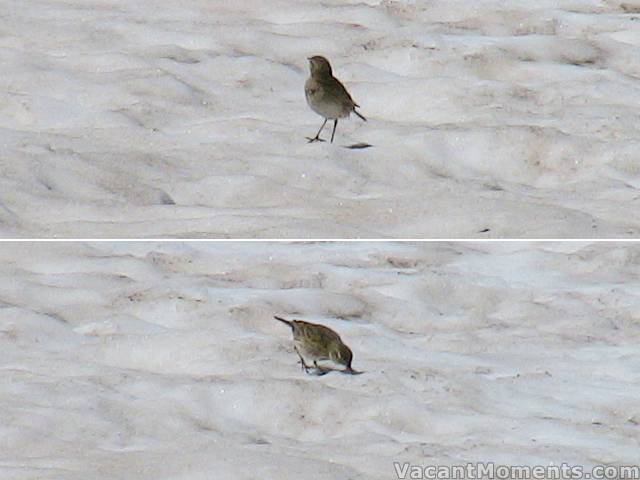 Another bird on the snow enjoying the smorgasbord of frozen dinners (cryopacked insects)