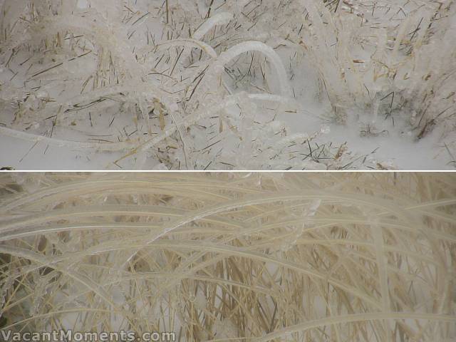 Autumn grasses bending under the weight