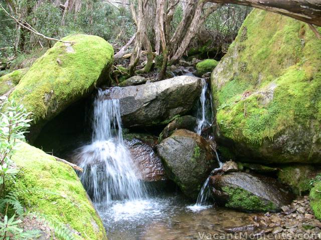 Rain forest in Thredbo - just part of Sunday's stroll