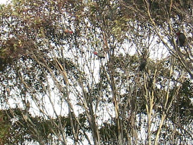 A dozen of the elusive Gang-gang (not Gangnam) Cockatoos at tower 3 just above Kosi base station