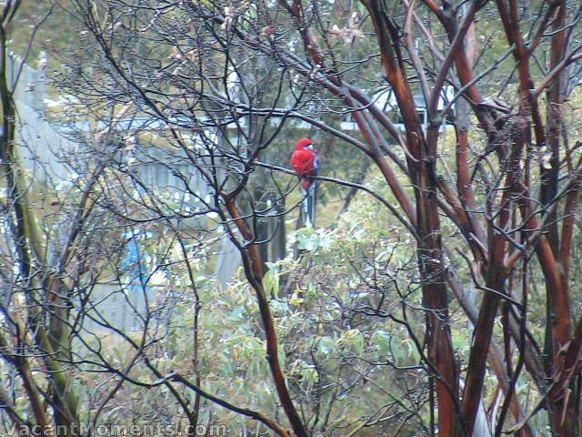 Some beautiful colour in the wet - a Crimson Rosella