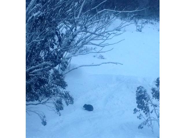 Lucky Phil captured this shot of Wally just below the Bluff on his last run of a very long day