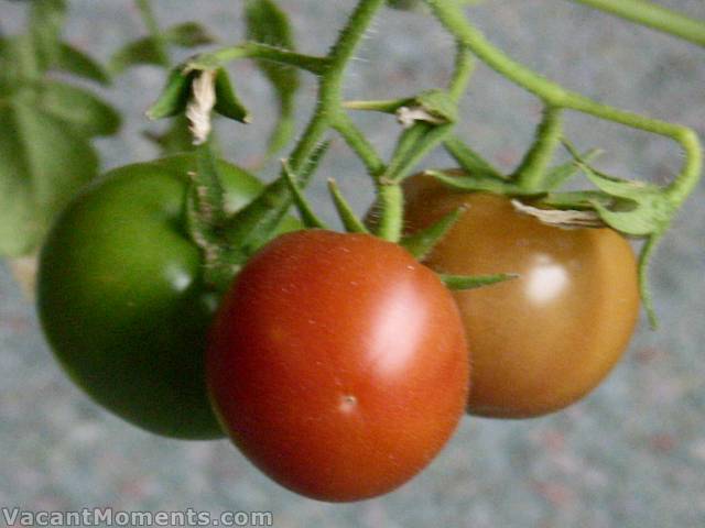 Despite all the blizzards my indoor tomatoes are coming along nicely