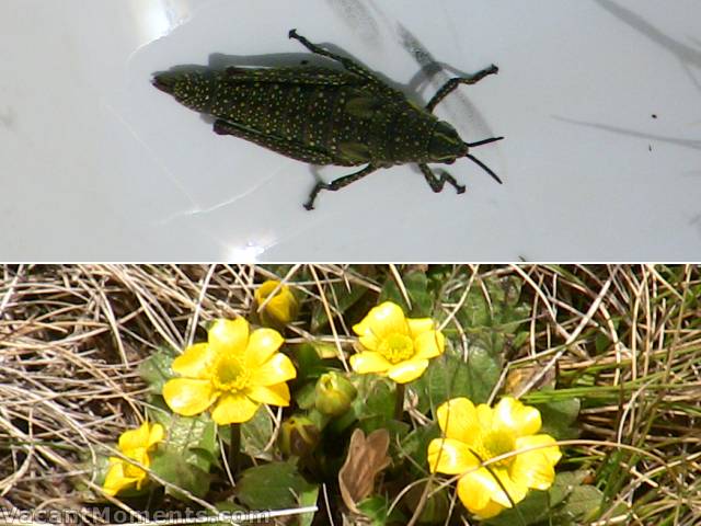 Spring has sprung - grasshopper in drain near the bridge<BR>And the first high alpine wild flowers are out