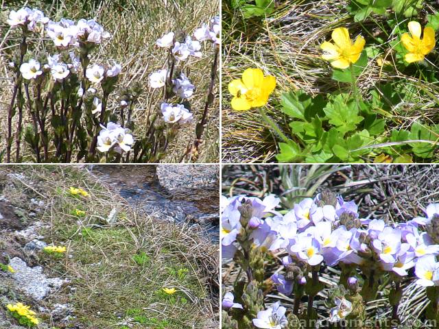 The wild flowers are really coming out now