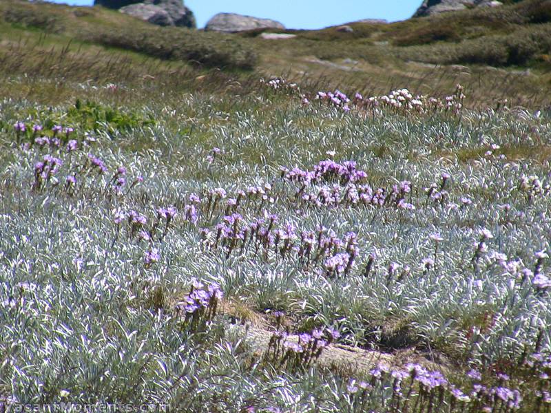 Were they here to check out the wild flowers?