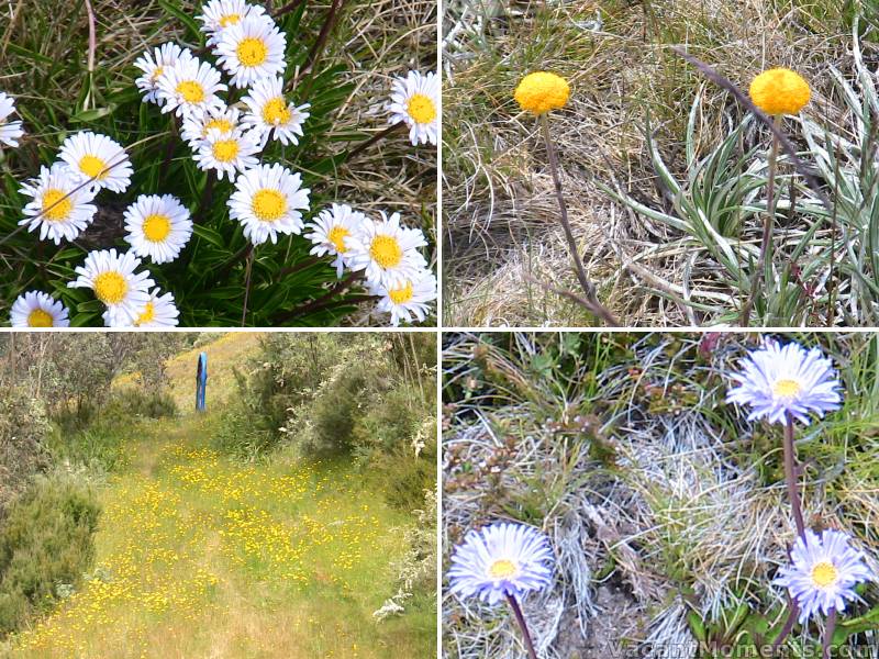 The alpine wild flowers are out everywhere and in so many varities