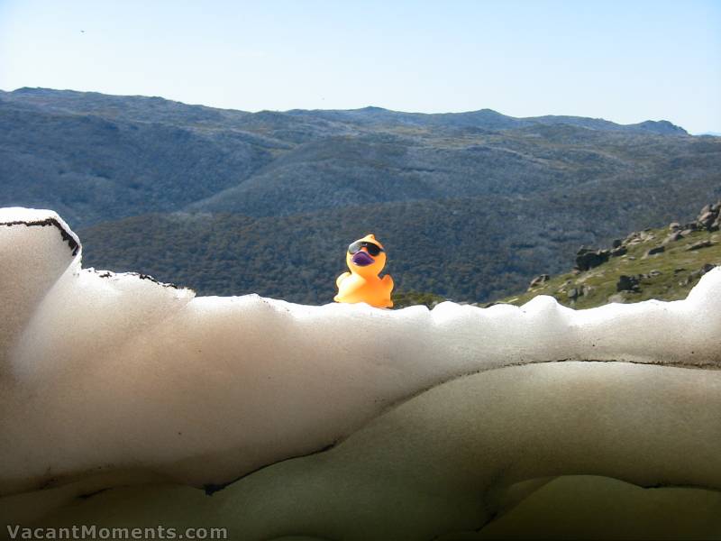 This cool duck is chilling out for next weekend's Thredbo Blues Festival