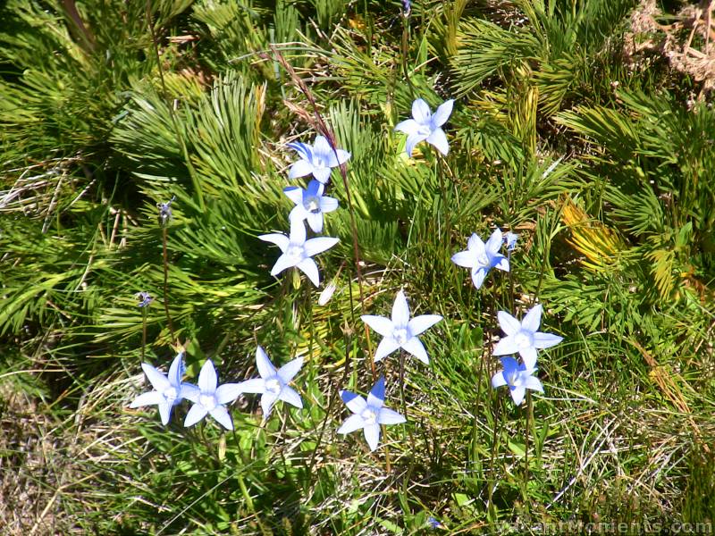 Still lots of wild flowers out