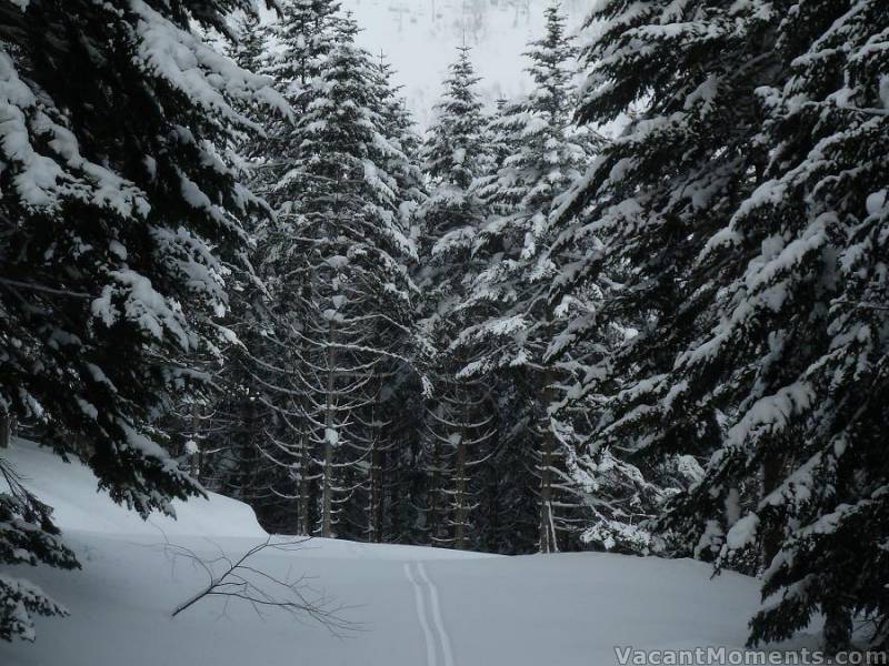 Skiing alone with the bears