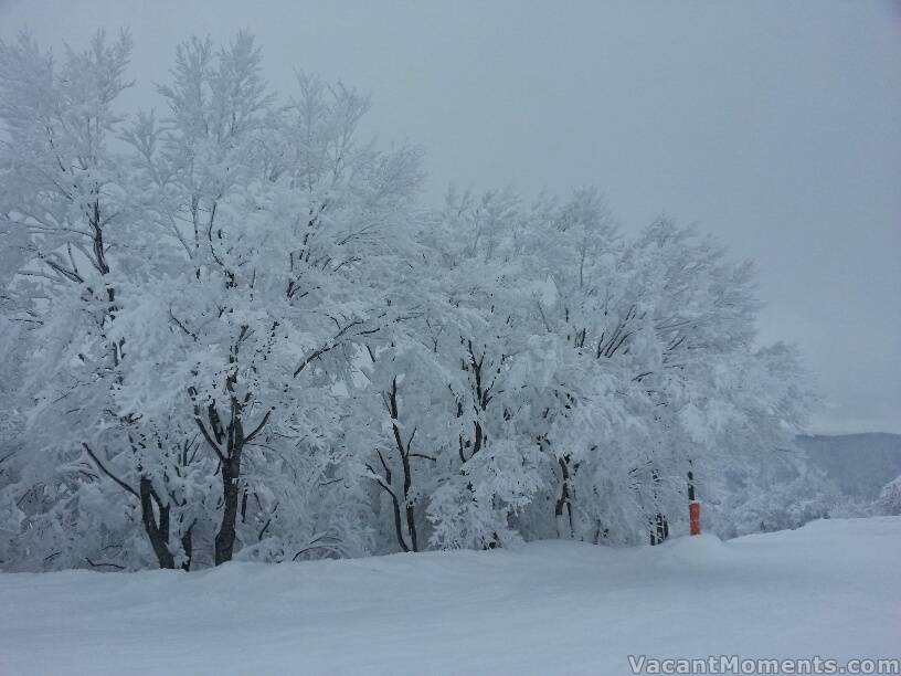 Frozen trees from Team Traktor