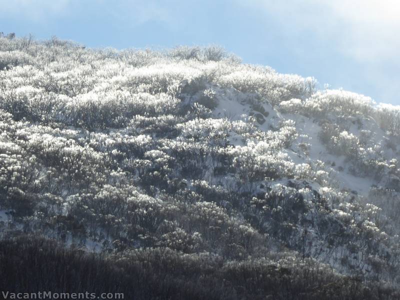 Early morning rays through the iced trees above Dead Horse Gap