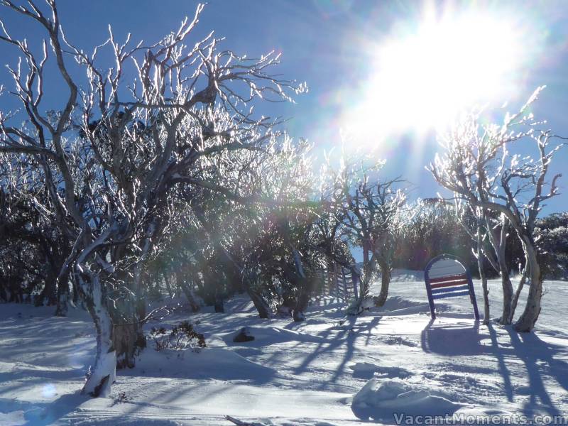 Then the sun came out on Sunday as the freeze glistened on the trees 