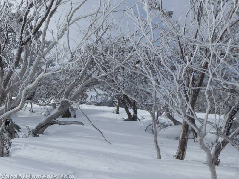 In amongst the dead wood glades