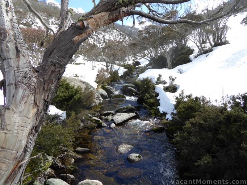 Bogong Creek at DHG today