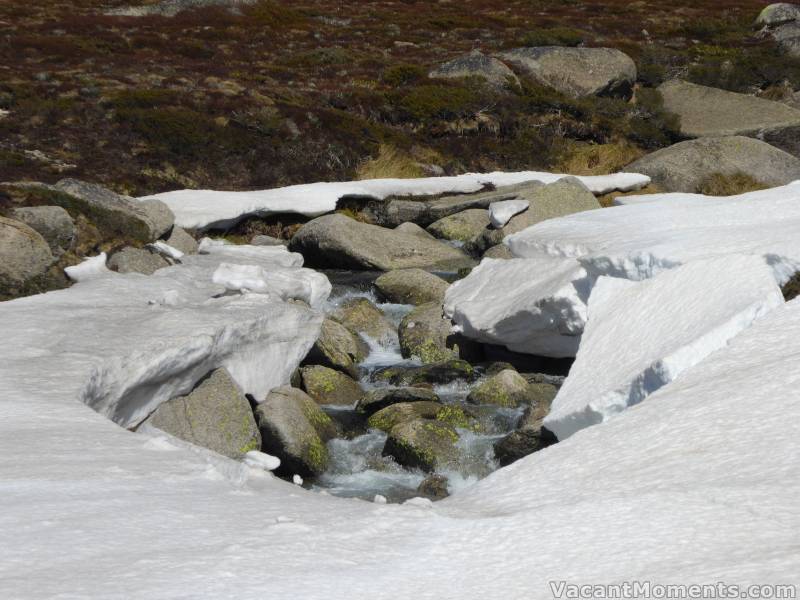 Signs of summer - Merritts Creek opening up all over