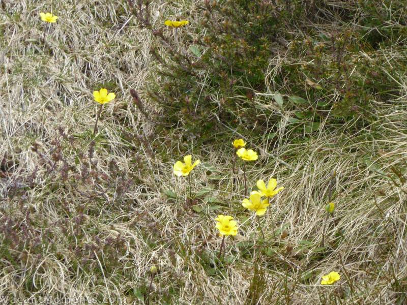 The good side to the heat and thaw is that the wild flowers are already springing up all over<BR>Yellow ones, white ones, blue ones and orange ones (mostly below Eagles Nest)