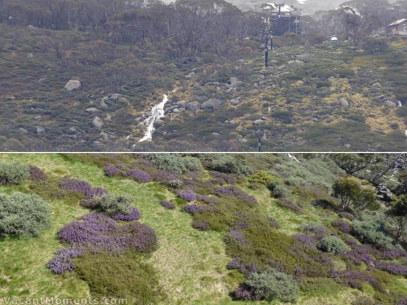 Waterfall on Sunday beside Ramshead Chair<BR>Beauty of November advent purple wildflowers below Eagles Nest