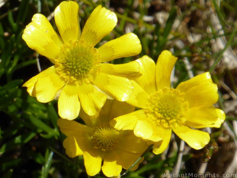 The white of winter is making way for brilliant colours of Spring and Summer