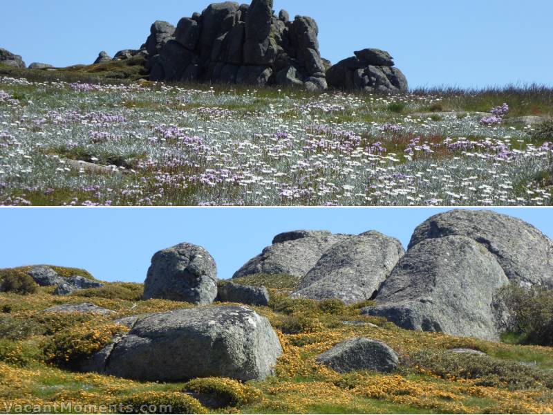 It has been a spectacular alpine flower display this summer