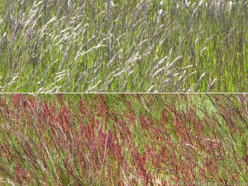 Even the alpine grasses were dressed in Christmas silver and red