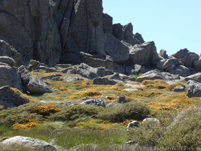 Wildflowers under towering cliffs