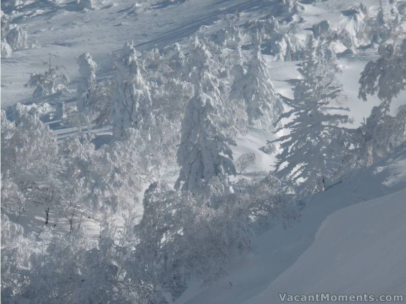 Rosco spent his last day away from the crowds<BR>This shot taken above the tree line in on Yotei