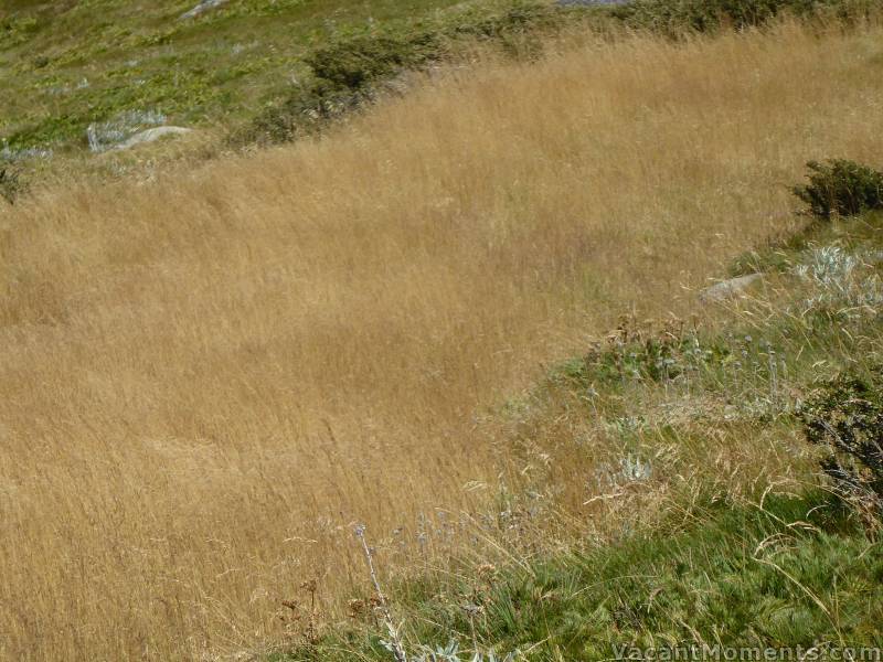 Fields of golden waves blowing in the wind