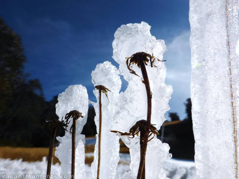 Tall poppies ;-)