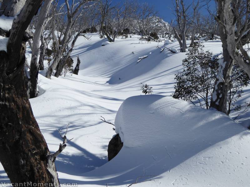 Fantastic soft dry snow below the tree line awaited our tracks