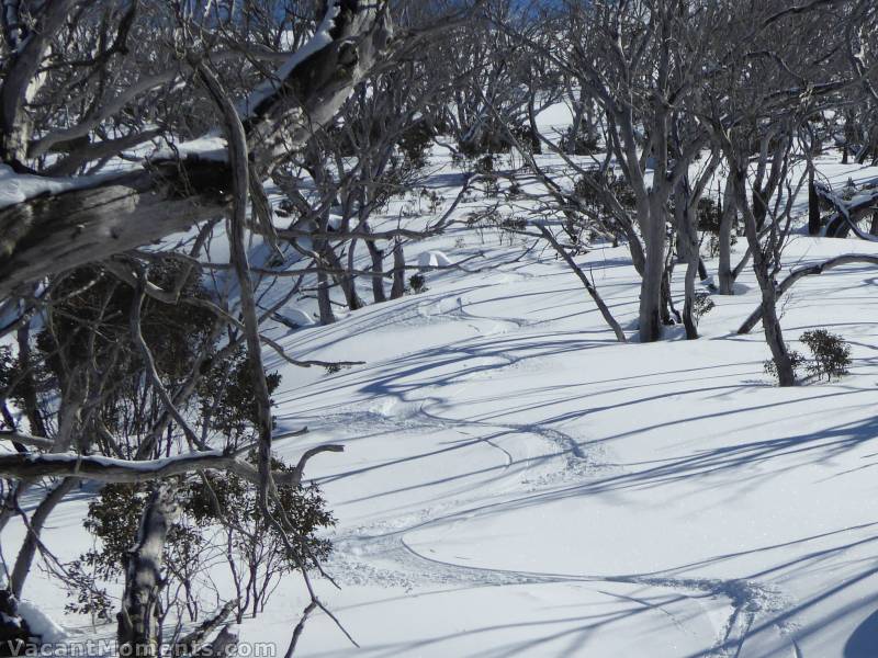 So much fun dropping tracks down through the trees far from the resort