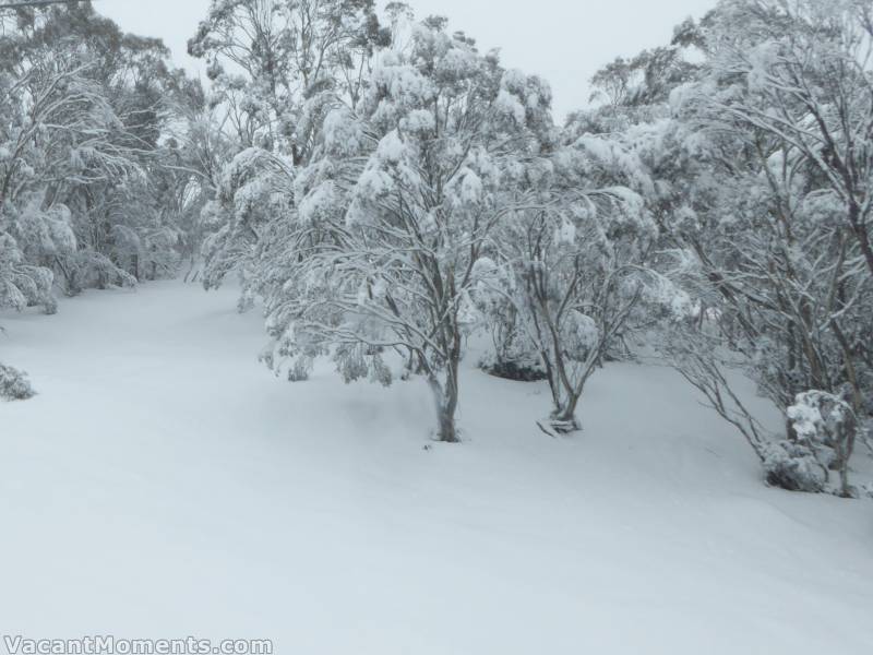 The off piste looked inviting before first run ;-)