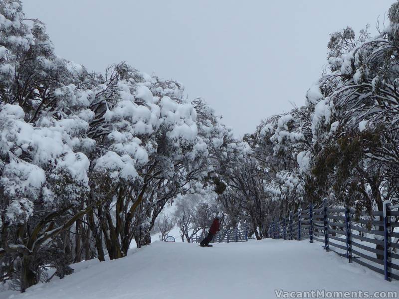 Antons on Wednesday with fresh snow still in the tress