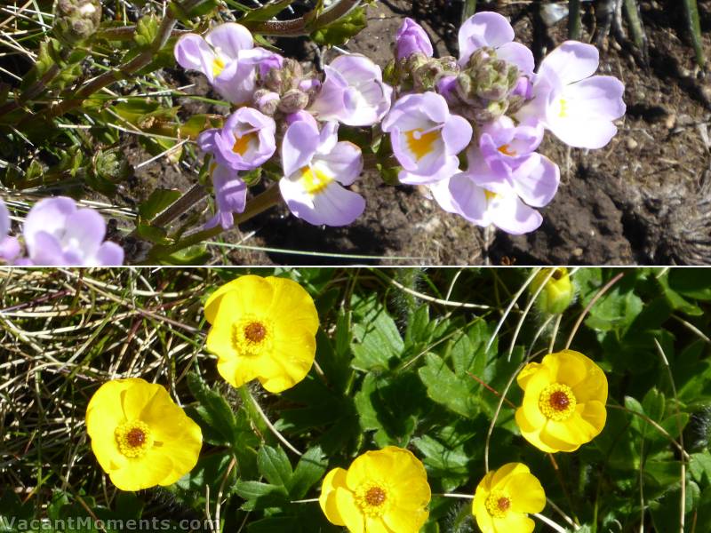 Wild flowers