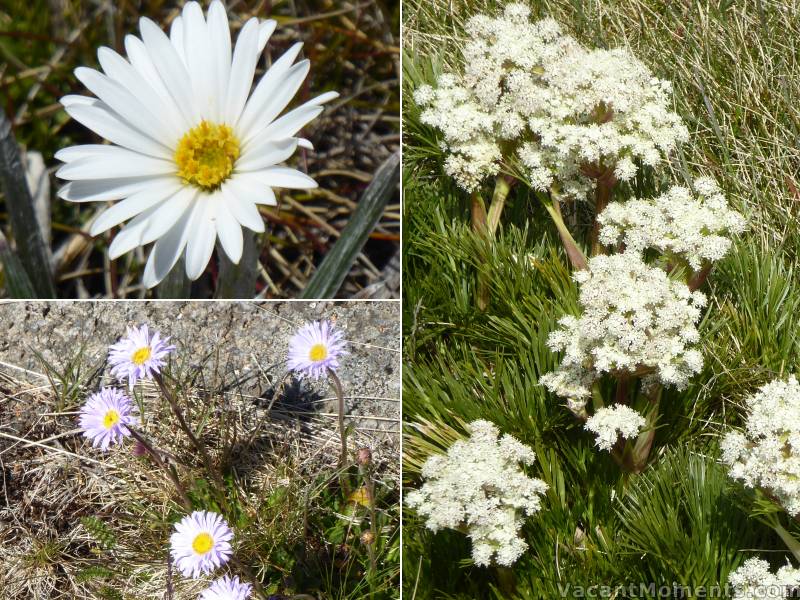 There has been a changing of the colour since my last photos of the wildflowers