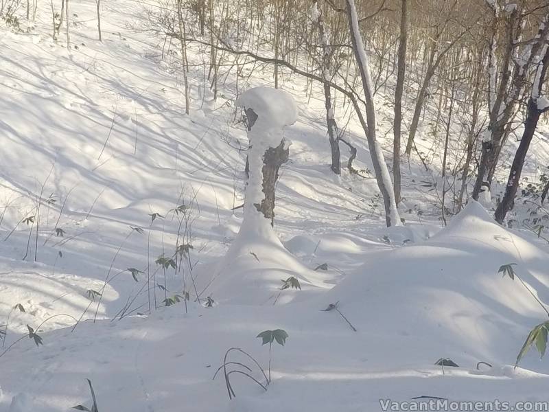 Whilst this photo of the same stump was taken less than 3 weeks ago<BR>Peter, I'm waiting for a stump update now that you have had so much snow