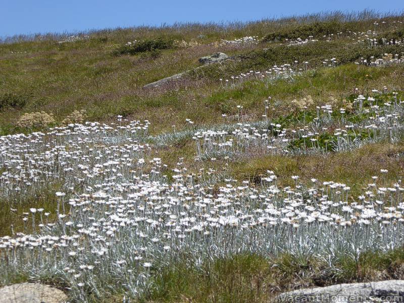 Meanwhile in the Snowy Mountains there are wildflowers out all over the place