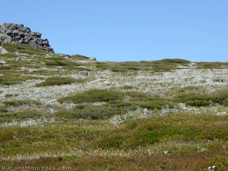 Fields of wildflowers looking almost like snow drifts on the high alpine areas