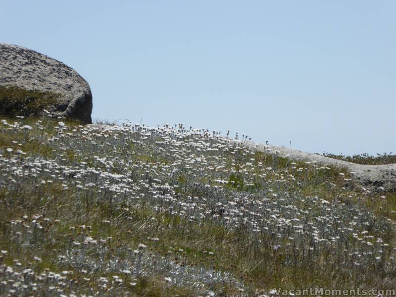 Alpine Daisies reaching for the sky