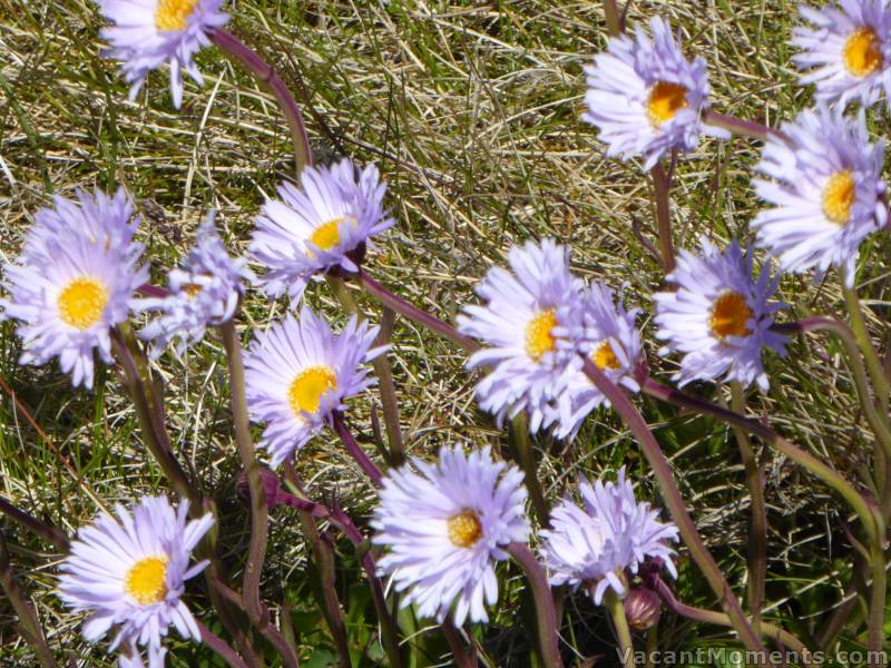 Not just white alpine daisies but also the rarer mauve daisies blowing in the breeze