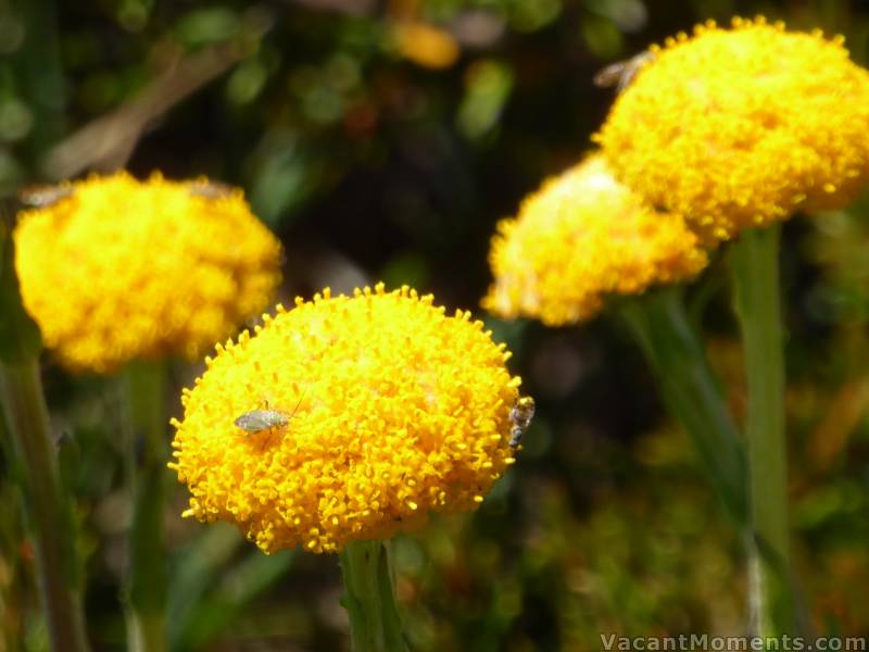 Billy Buttons