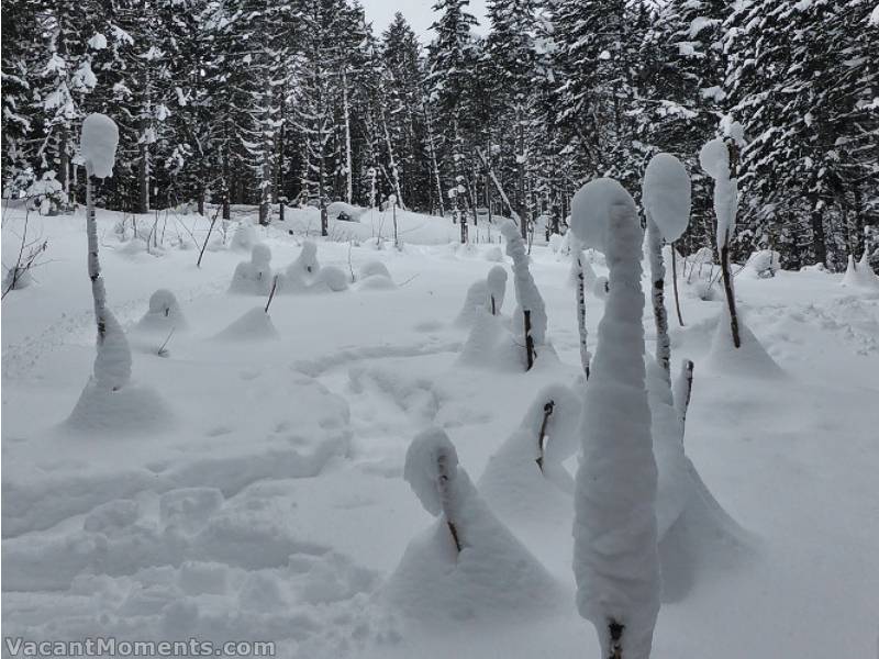 Rosco reports many pine trees appear to have been blown over during summer