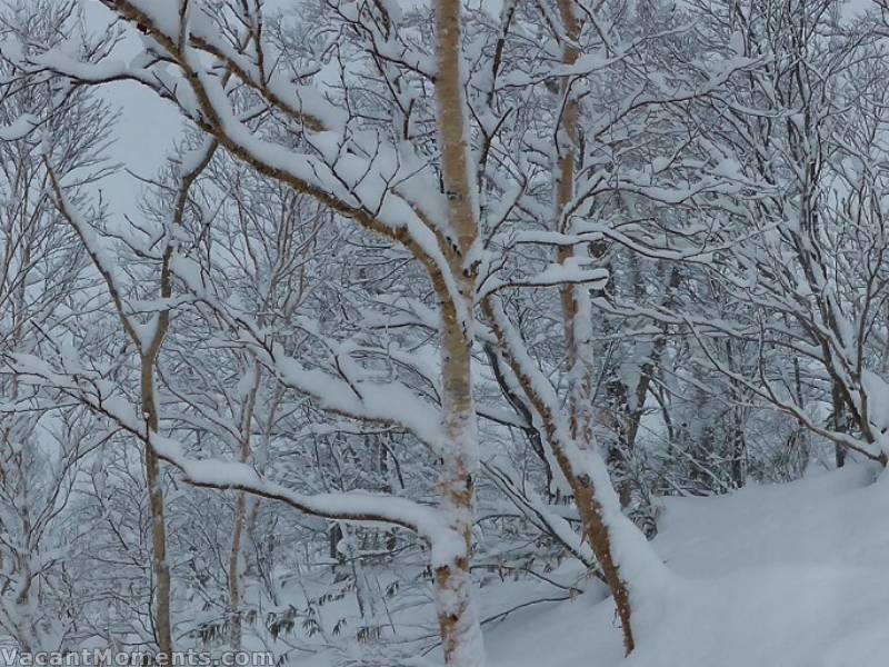 'Shirakaba' - photo courtesy of Rosco<BR>From reading reports from SpongeBob & Rosco, more snow fell in Niseko