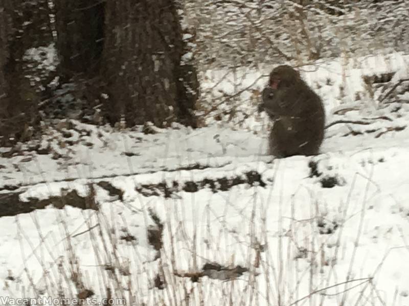 Snow monkey out on a ski run in Hakuba