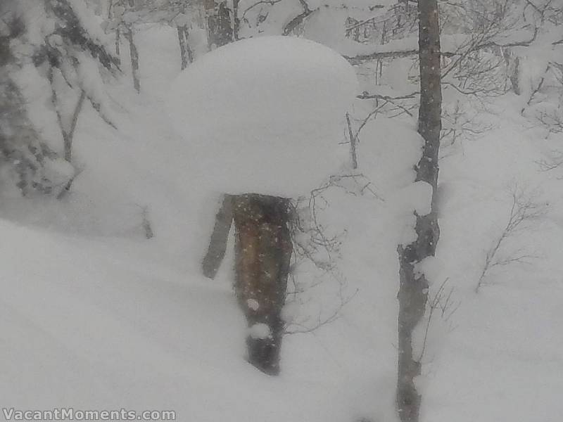 The ever expanding snow bomb mushroom tree, last shown in this <a href=http://www.ciau.com.au/snow/rrhist3.asp?rrid=905>past report</a>.