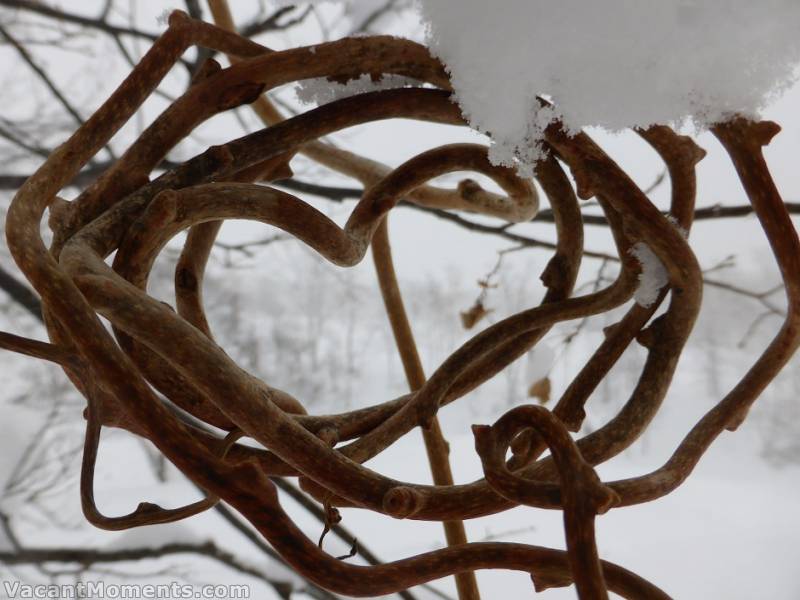 <em>Heart shaped vines</em>